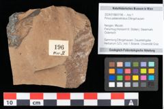 Foto (Objekt + Etikett) von Pinus palaeostrobus Ettingshausen (NHMW-GEO-2024-0188-0196)